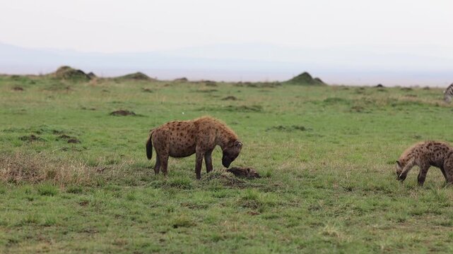 A spotted hyena forages across green savannah grassland in soft light - Masai Mara National Reserve, Kenya | African safari wildlife nature documentary 4K B-roll