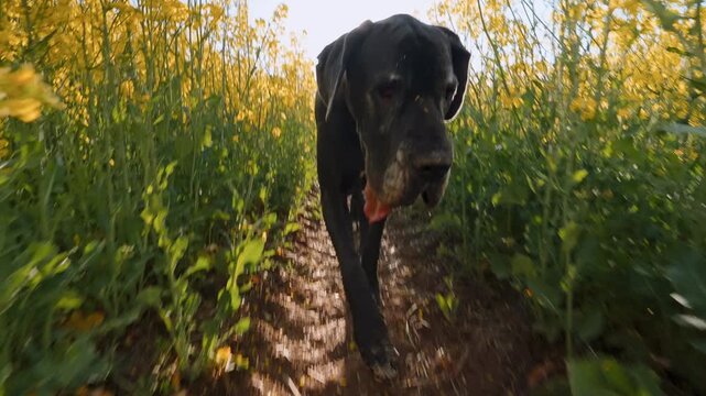 Black Great Dane dog close-up low angle action camera running rapeseed field yellow flowers tongue out motion blur outdoor adventure pet slow motion dynamic POV shot