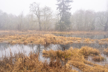 Obraz premium Misty Wetland Landscape