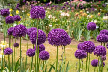 Obraz premium Purple Giant Onion flowers in garden