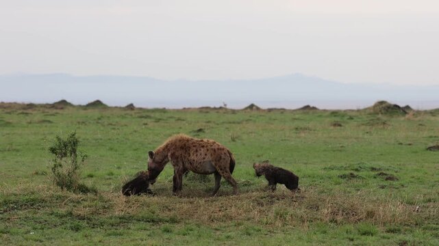 A spotted hyena tends to its dark-furred cubs at a den on open green plains - Masai Mara National Reserve, Kenya | African safari wildlife nature documentary 4K B-roll