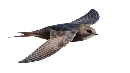 Swift bird in flight with wings spread wide © Lysander