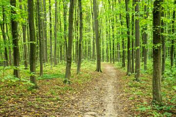 Forest trees. Nature green wood sunlight backgrounds © photolink