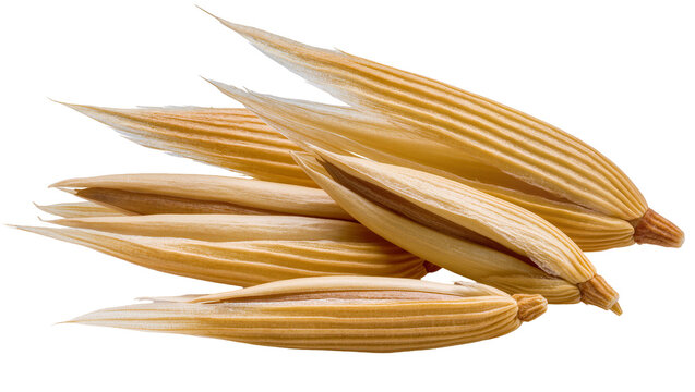 Group of golden oat grains with visible texture and pointed ends
