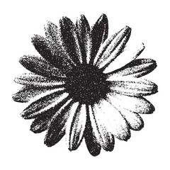 Chamomile Flower Stipple Illustration. Flower Photocopy vector Illustration © Olha Ye