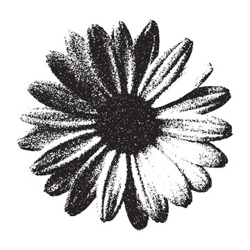Chamomile Flower Stipple Illustration. Flower Photocopy vector Illustration