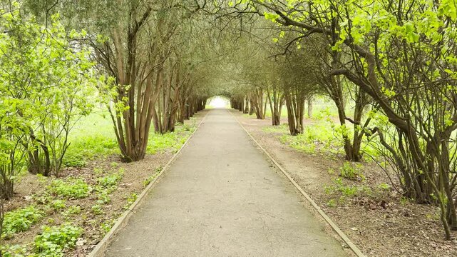 A narrow path stretches forward, disappearing under a peaceful arch of leafy trees. The bright green foliage creates a sense of calm and wonder. It feels like a quiet escape into nature.