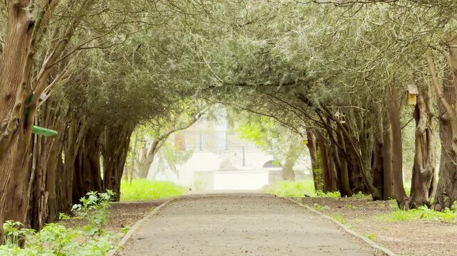 A stone path travels through a magical tree tunnel into a bright garden. This peaceful scene feels calm and inviting. The arched branches create a soft, safe shelter for the walkway.
