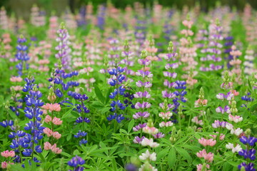 Obraz premium colorful Lupinus(Dull Ice) flowers blooming in the garden with green leaves