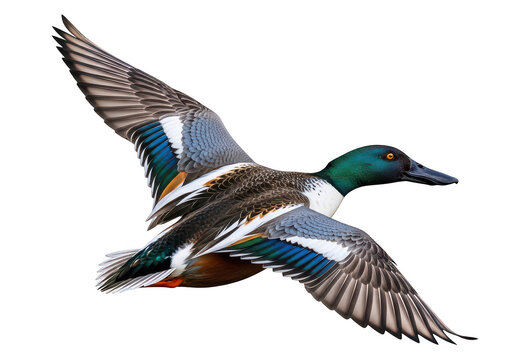 Northern shoveler duck in mid-flight with iridescent green head and distinctive long spatulate bill profile isolated on a transparent background