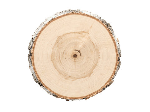 Birch wood log cross section with visible annual tree rings and textured white bark. Natural circular timber material isolated on black for woodworking mockups or rustic design elements.