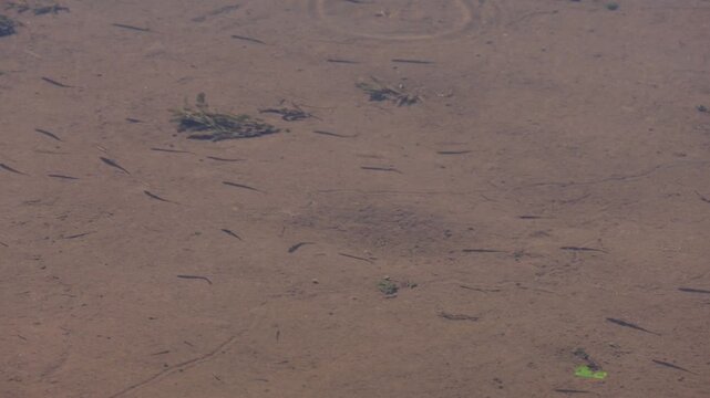 minnows small fish swimming near shore surface of water in delaware river (tiny animal hatch hatchling) waves still water moving school large group many
