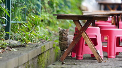 The cute cat having a rest in the garden © Bo