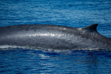 fin whale in ligurian mediterranean sea pelagos sanctuary © Andrea Izzotti