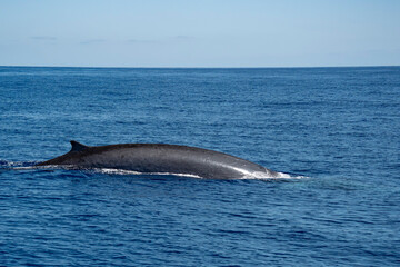 fin whale in ligurian mediterranean sea pelagos sanctuary © Andrea Izzotti