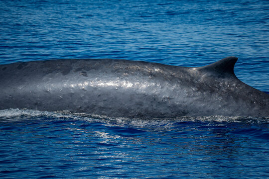 fin whale in ligurian mediterranean sea pelagos sanctuary