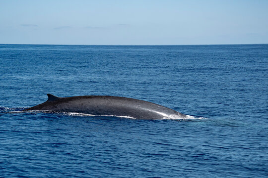 fin whale in ligurian mediterranean sea pelagos sanctuary