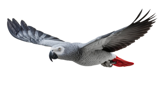 African Grey Parrot in flight with spread wings and red tail