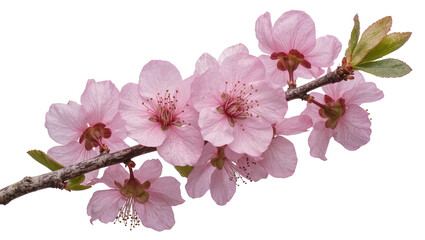 Naklejka premium Pink cherry blossom branch with delicate petals and green leaves