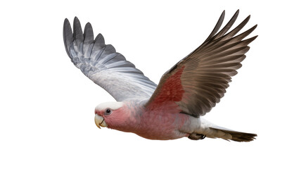 Galah cockatoo bird flying with wings spread © Eustace