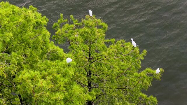 Aerial view of white egrets perching on branches over Erhai Lake, Dali, Yunnan, China, wild birds in natural scenery