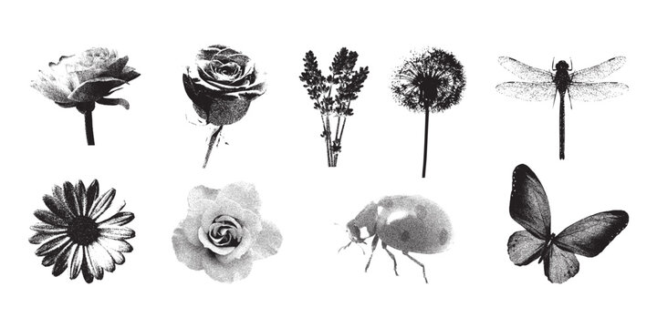 Flowers Stipple Illustration. Collection of Wildflowers and Garden Blooms. Insect Set with Ladybug, Dragonfly and Butterfly