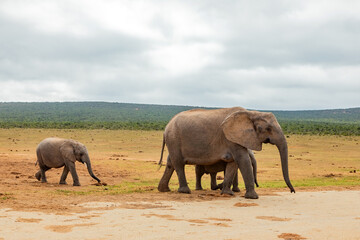 Fototapeta premium Elephant in Addo Elephant Safari Park