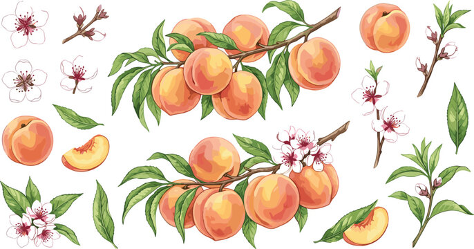 Fresh peach fruit branches and watercolor flowers vector illustration set featuring ripe nectarines green leaves spring blossoms buds and sliced pieces.