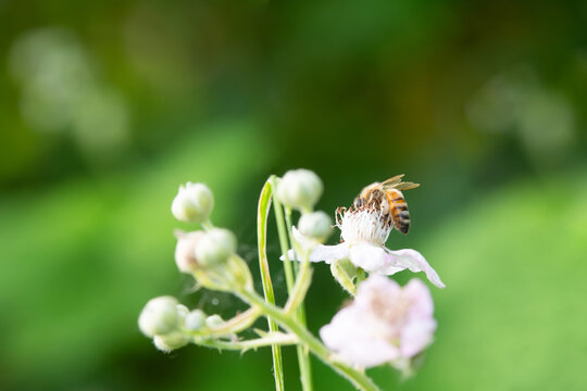 Honey bee or honeybee eats nectar and pollen from flower, close up of eusocial flying insect, pollination of plants, apis mellifera