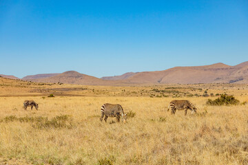 Fototapeta premium Mountain Zebra grazing in grassland in Game Reserve