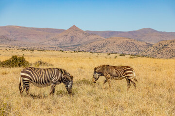 Fototapeta premium Mountain Zebra grazing in grassland in Game Reserve
