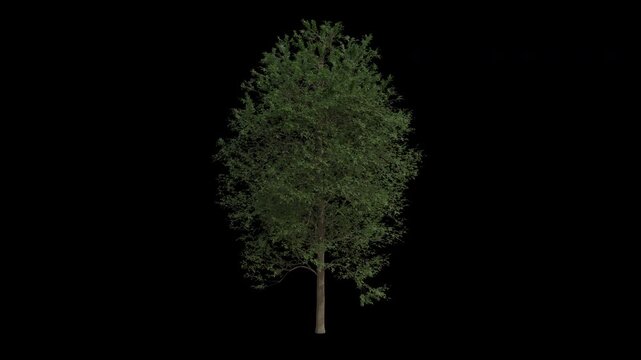 Alder Tree Swaying in Wind Loop Animation with Alpha Channel. Wind Blows The Alnus Glutinosa Tree. Tree Leaves Swaying. Tree Branches Moving in Breeze. Transparent BG. Loop Animation