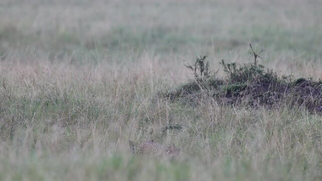A leopard moves low through tall grass at first light, its head just visible above the seed heads - Masai Mara National Reserve, Kenya | African safari wildlife nature documentary 4K B-roll