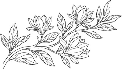 Elegant magnolia flower branch line art hand drawn botanical sketch vector illustration isolated on white background © IconicCreations