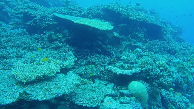 Coral reef in Minna island, Okinawa
