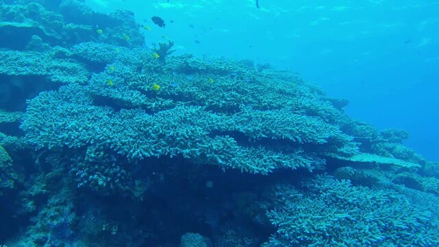Coral reef in Minna island, Okinawa
