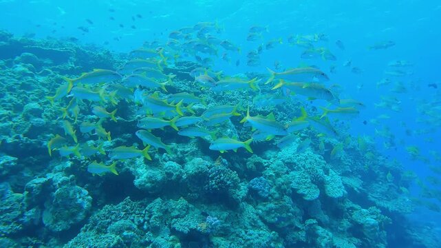 school of Yellowfin goatfish and Stout chromis at coral reef