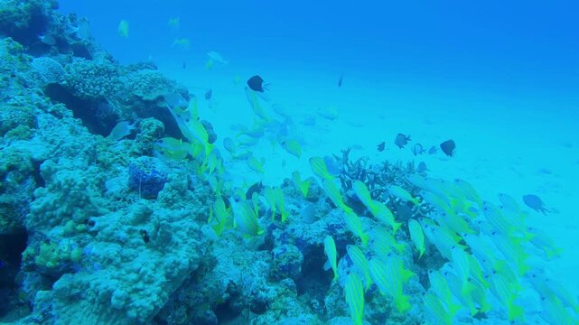 School of Bluestripe snapper at coral reef