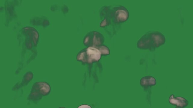 Smoke Coming Animated Green Screen Chroma Key Background