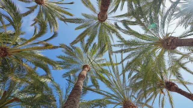 Date palm grove upward low angle horizontal view blue sky Spain Elche Mediterranean summer canopy fronds bark texture nature background travel slow motion tropical pattern sunlight
