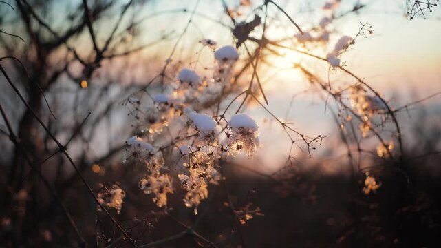 Snow covered clematis seed heads sparkle in golden sunset light among winter branches with soft seasonal bokeh and frosty details.