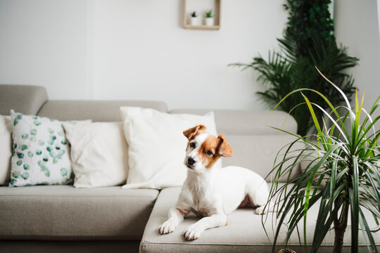 Dog with head cocked sitting on sofa at home