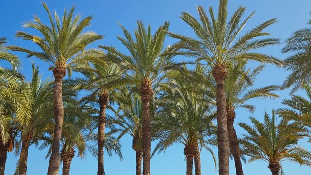 Date palm row horizontal blue sky Spain Elche Mediterranean summer tropical grove tall trunks fronds nature background travel slow motion texture green warm sunny clear minimal