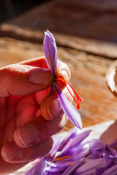 Hand sorting fresh saffron threads from a crocus flower