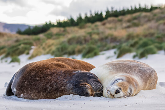 New Zealand, Dunedin, Two New Zealand sea lions (Phocarctos hookeri) sleeping together on Allans Beach