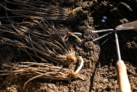 Asparagus root on potting soil with a hoe in the garden