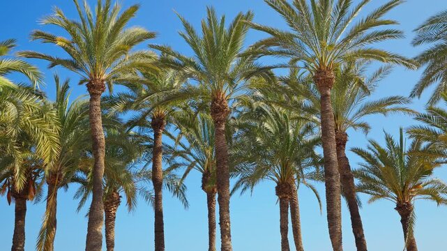 Date palm grove horizontal warm golden light Spain Elche Mediterranean summer blue sky tall trunks fronds nature travel background slow motion texture tropical scenic UNESCO botanical