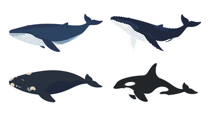 Four whale species illustrated on a white background © Alan