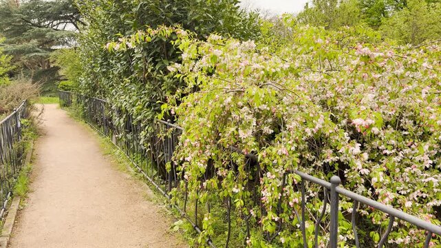 Graceful branches of a flowering crabapple tree cascade over a dark iron fence. This lovely walking path feels calm and inviting. The delicate blossoms bring a sweet sense of nostalgia and peace.