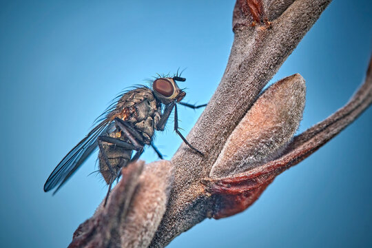 Blumenfliege ( Anthomyiidae sp. )